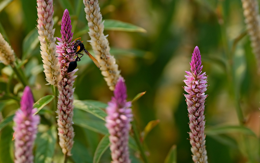 Purple flower bud and bee screenshot 1