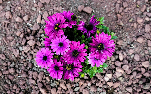 Purple flower cluster screenshot 1