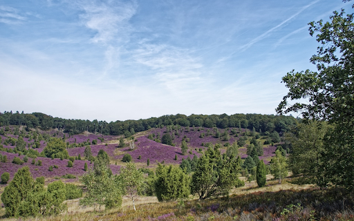 Purple flower hill screenshot 1