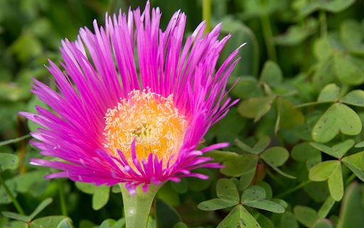 Purple flower with many petals screenshot 1