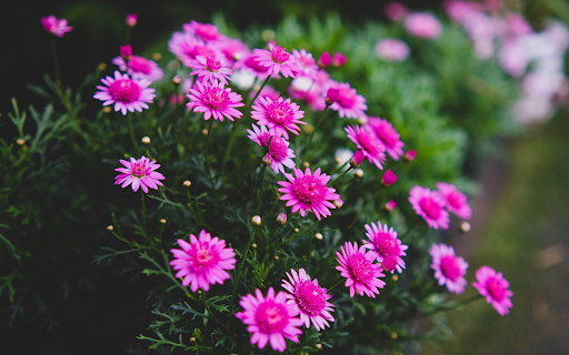 Purple flower with purple pistil screenshot 1