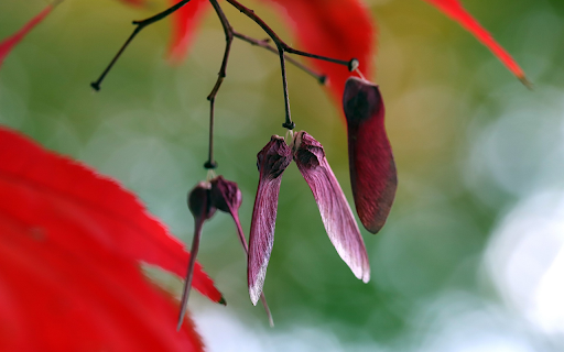 Purple flowers screenshot 1