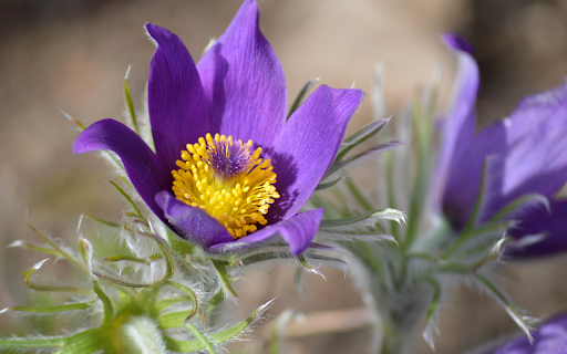 Purple Flowers and Fluff screenshot 1