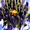 Purple flowers and orange beetles logo