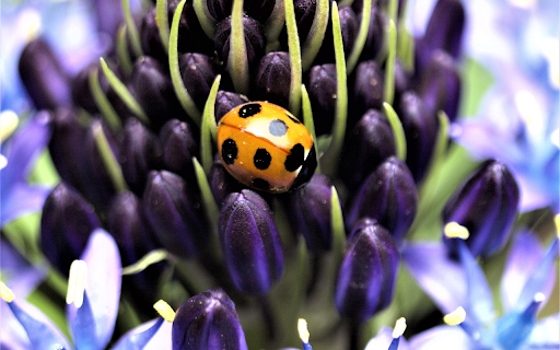 Purple flowers and orange beetles screenshot 1