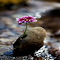 Purple flowers growing from rocks Wallpaper logo