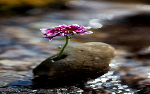 Purple flowers growing from rocks Wallpaper screenshot 1