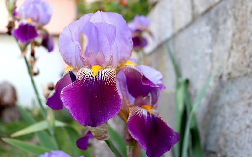 Purple flowers next to the stone wall screenshot 1