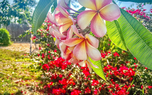 Purple frangipani flower screenshot 1