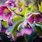 Purple Hellebore Blooms logo