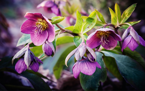 Purple Hellebore Blooms screenshot 1