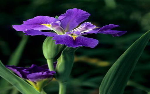 Purple Iris Wallpaper screenshot 1