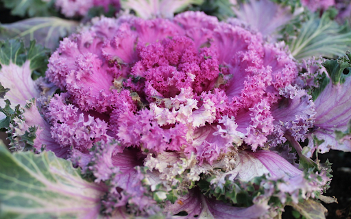 Purple kale flowers screenshot 1