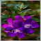 Purple myrtle flowers wallpaper logo