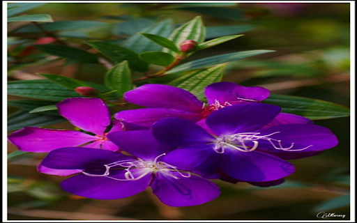 Purple myrtle flowers wallpaper screenshot 1