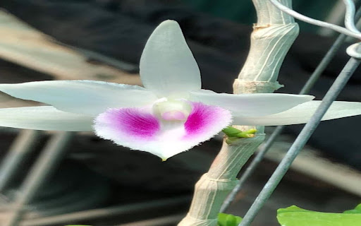 purple orchid wallpaper screenshot 1