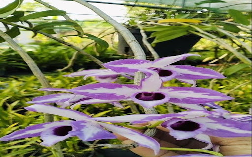 purple orchid wallpaper screenshot 1