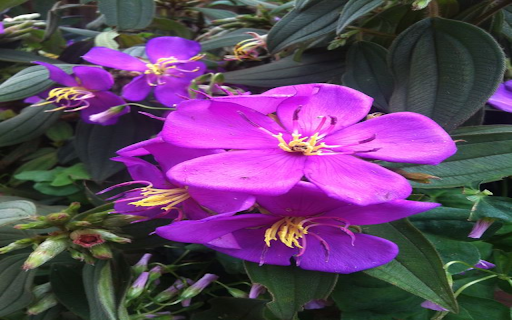 Purple orchid wallpaper screenshot 1