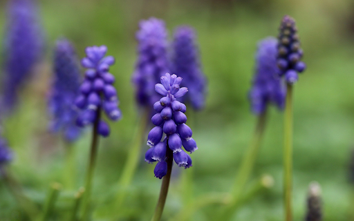 Purple orchids screenshot 1