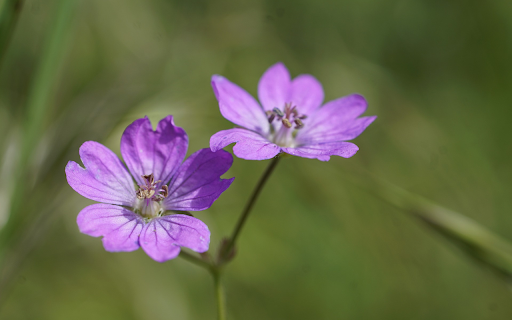 Purple Petals screenshot 1