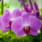 Purple Phalaenopsis Orchid Wallpaper logo
