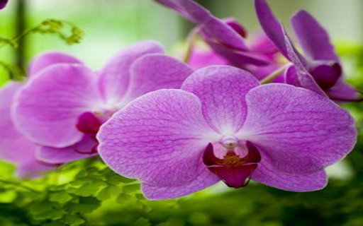 Purple Phalaenopsis Orchid Wallpaper screenshot 1