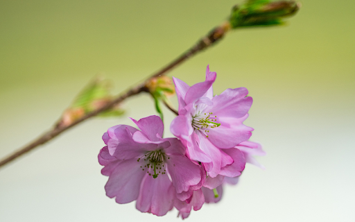 Purple Pink Cherry Blossoms screenshot 1