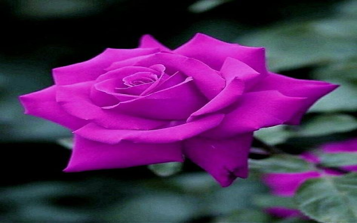 Purple Rose Wallpaper screenshot 1