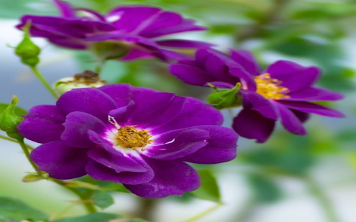 Purple Rose Wallpaper screenshot 1