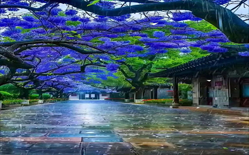 Purple Royal Poinciana Tree Wallpaper screenshot 1