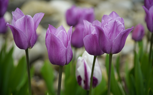 Purple tulips screenshot 1