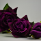 Purple velvet roses logo