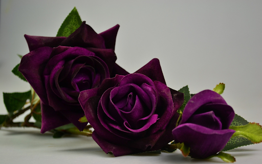 Purple velvet roses screenshot 1