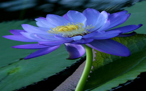 purple water lily wallpaper screenshot 1