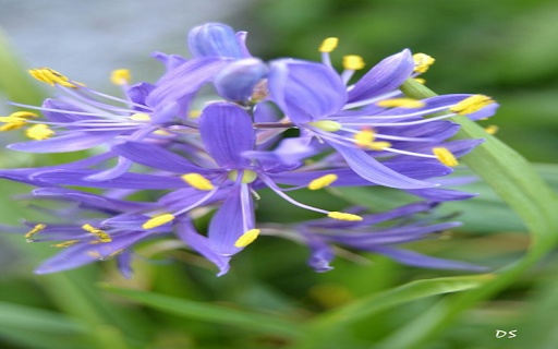 Purple Wildflower Wallpaper screenshot 1