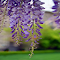 Purple Wisteria Wallpaper logo