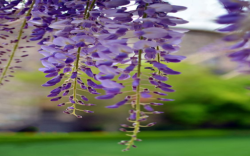 Purple Wisteria Wallpaper screenshot 1