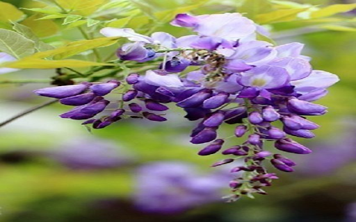 Purple Wisteria Wallpaper screenshot 1