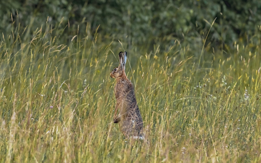 Rabbit Standing on Two Legs screenshot 1