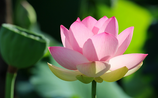 Radiant Lotus Blossom screenshot 1