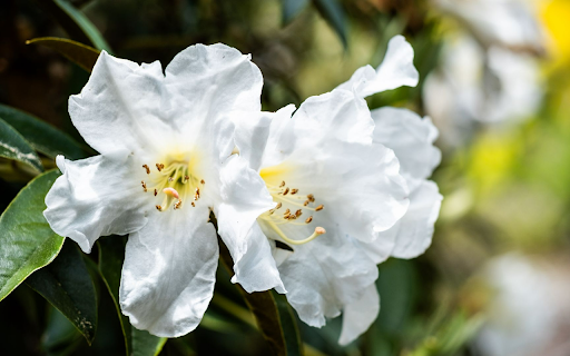 Radiant White Flowers screenshot 1