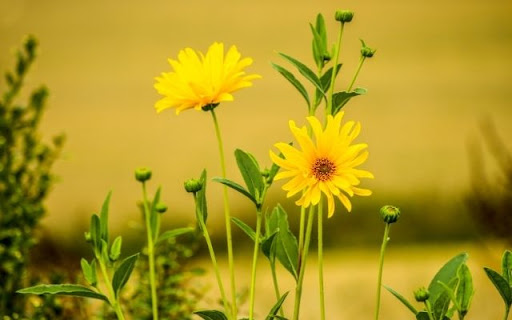 Radiant Yellow Blooms screenshot 1