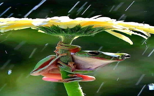 Rain frog wallpaper screenshot 1