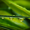 Rainwater and grass logo