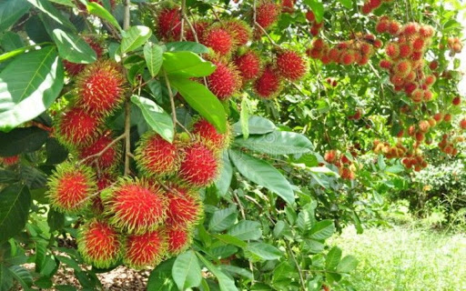 rambutan tree wallpaper screenshot 1