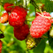 Raspberries in the sun logo