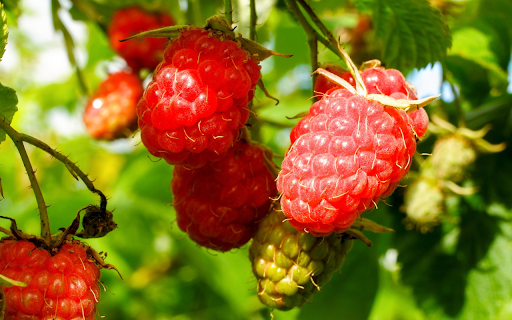 Raspberries in the sun screenshot 1