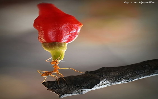 red ant wallpaper screenshot 1