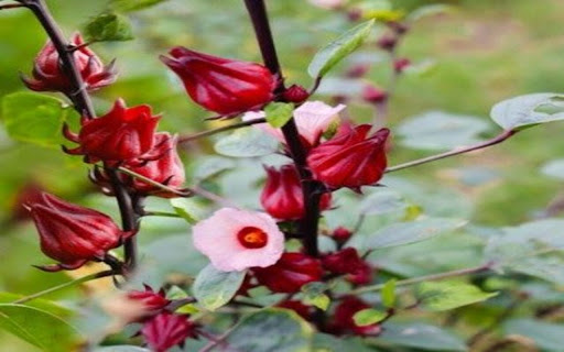 red artichoke wallpaper screenshot 1