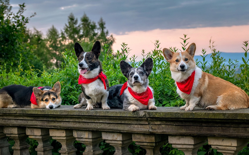 Red bib dogs screenshot 1